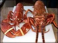 Certains cuisiniers affirment que le homard est le mle de la langouste. Ont-ils raison ?