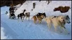 Qu'ont en commun le malamute et le samoyde ?