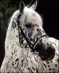 Combien d'allures a l'appaloosa ?