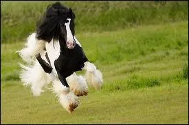 Le triple galop existe-t-il ?