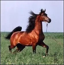 A quelle occasion le cheval roule-t-il des yeux ?