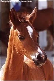 Combien de temps aprs sa naissance le poulain marche-t-il ?