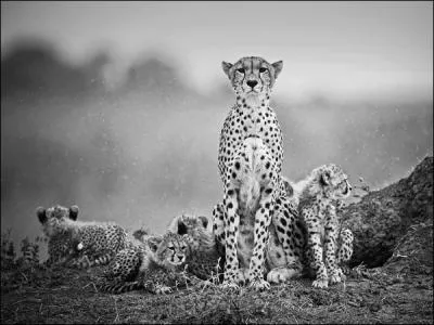 Cette maman lopard dfendra ses quatre petits au pril de sa vie !