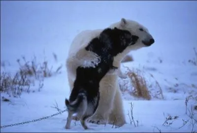 Dans quelques instants, cet ours polaire va dvorer ce chien !