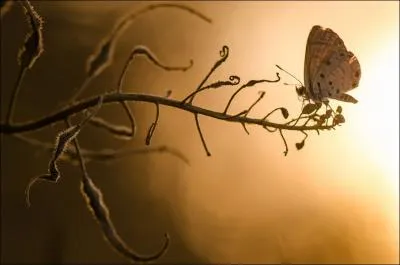 Avant d'tre papillon, on l'appelle asticot !