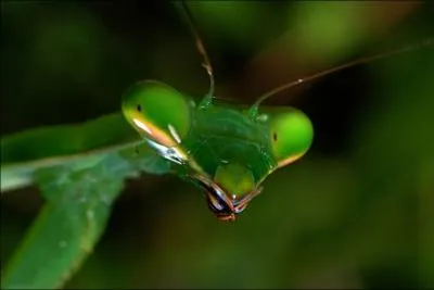 Le principal prédateur de l'insecte que vous voyez sur la photo est la mante religieuse !