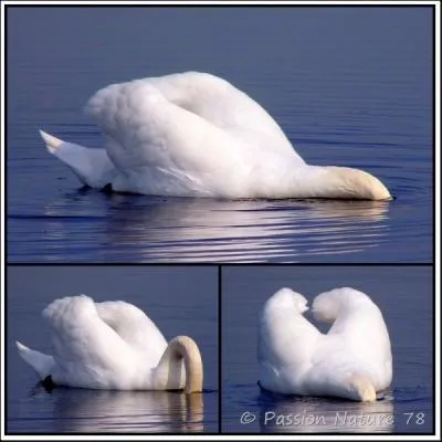 Si je vous affirme que la photo que vous regardez reprsente un cygne, pensez-vous que je suis un menteur ?