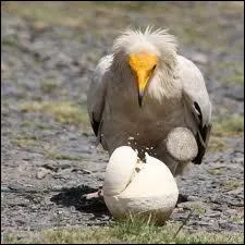 Est-ce que certains oiseaux se servent d'outils pour manger ?