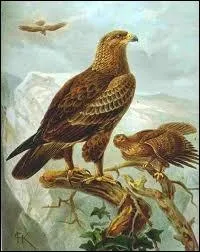 Il fut une poque o un rapace faisait 7 m ?