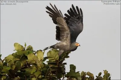 Il a un rapace qui peut tordre les pattes sur le ct, en avant et... en arrire ?
