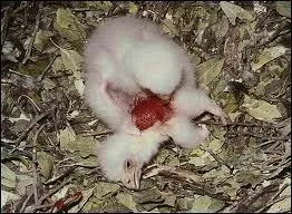 Comment s'appelle le comportement qui consiste  manger son frre ou sa soeur ?