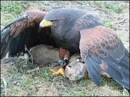 Que fait ce rapace ?