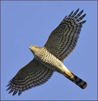 Un rapace aux ailes courtes et un une queue un peu rectangulaire est un... . ?