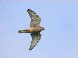 Un rapace aux ailes pointues et la queue rectangulaire est un... . ?