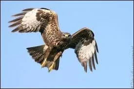 Un rapace aux ailes larges et la queue en vantail est un... ?