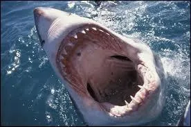 Je suis un film  suspense amricain ralis par Steven Spielberg, sorti en 1975