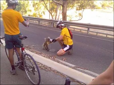 Pour quel animal ce cycliste s'est-il arrt, afin de lui donner  boire ?