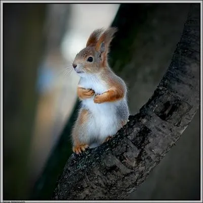 Comment s'appelle l'cureuil, logo de la Caisse d'pargne ?
