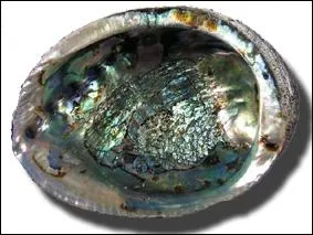 Pour quelle raison la culture de perles d'ormeaux est-elle excessivement délicate ?