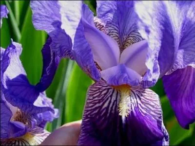 Monstre à langue poilue, c'est toi, (... ) iris ? (... ) maléfique (... ) (... ) la lèvre de la rose à son réveil.