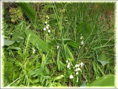 Hors de toute logique, j'écrirais, le muguet est une maigre fleurette à campanules (... ) d'un (... ).