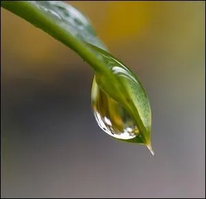 Je (... ) timidement, j'invente un rapport (... ) entre la goutte laiteuse des muguets, le (... ) de pluie tiède "