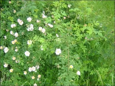 - et les rosiers qu'on ne renouvelle pas (. . ) leurs fleurs, redeviennent (. . ).