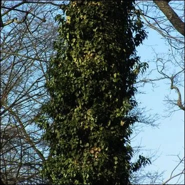 Voici la fin de ce beau texte de Colette, déroulé au fil des questions : Les sapins ont (... ) ans et ne verront pas un autre siècle, parce que le lierre (... ) leurs troncs et les (... )".