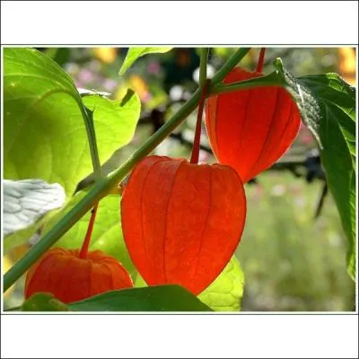 - et même le (... )-(... ), encore qu'elle (... ) sa fleur, (... ) de rouge sur pulpe rose, de lui rappeler un (... ) de veau frais...