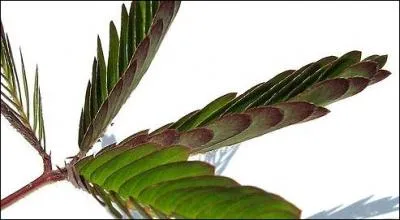 - abat (... ) aisselles de feuilles et ne livre qu'une dépouille (... ).