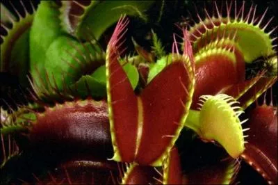 Leurs pièges jouent à nu et dévoilent l'(... ) carnassier, le (... ) du meurtre.