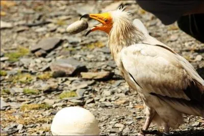 Quel est ce rapace capable de se servir d'une pierre pour casser un oeuf ?