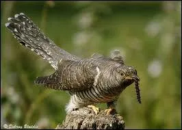 Quel est cet oiseau ?