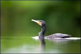 Quel est cet oiseau ?