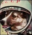 Quel tait le nom de la chienne envoye dans l'espace en 1957 ?