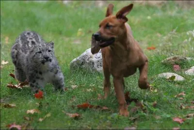 Le compagnon de ce chien est un jeune puma !