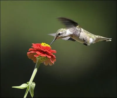 Le colibri peut voler  reculons !