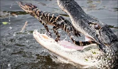 Comme le prouve cette photo, maman crocodile est une mre trs attentionne, qui protge ses petits dans sa gueule !
