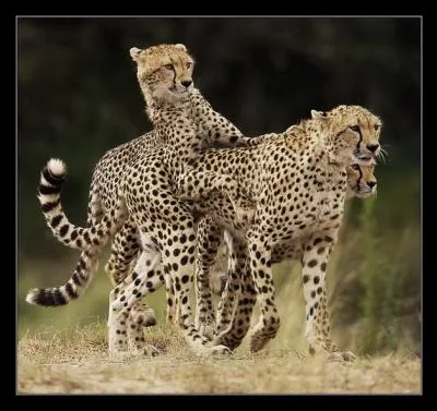 Ce sont des flins qu'un certain nombre d'entre vous ont beaucoup de mal  identifier, les gupards !