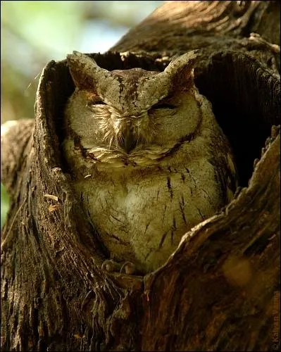 Cet oiseau est une chouette !