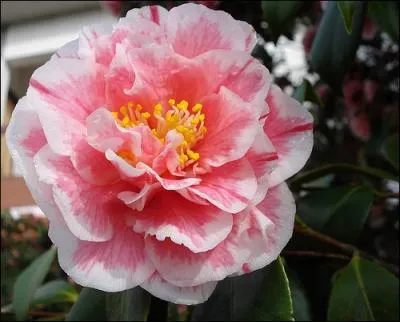 Le premier vrai souvenir d'un film est 'Les Quatre Cavaliers de l'Apocalypse' avec Rudolph Valentino (1921) qui a galement jou dans 'la dame aux camlias' tir de l'oeuvre de :