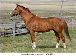 Il excelle en dressage et en C. C. E.