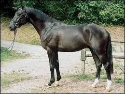 Quelle est en moyenne sa taille ?