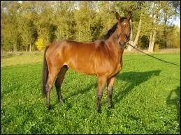 On dit que c'est un cheval ...