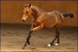 En quelle anne est  ne  la race Trakehner ?