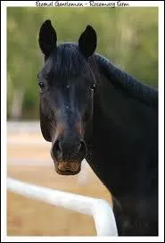 Quelles sont les robes admises pour cette race ?