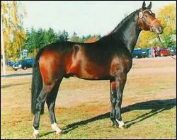 Quel croisement a dut tre effectu pour  crer  un Trakehner ?