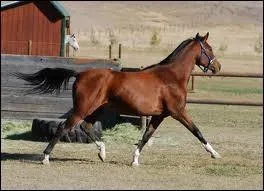 Quel est son poids ?