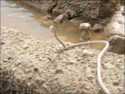 Serpent trs commun en Guyane, il porte un nom trs utile  Lord Greystocke, le serpent ...