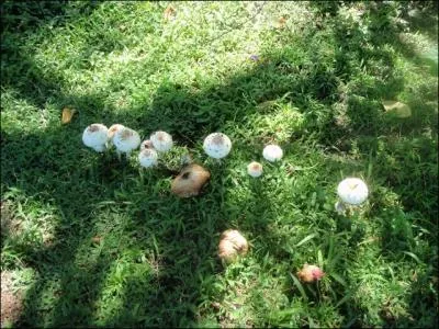 Champignon comestible, juch sur un long pied, on l'appelle lpiote, mais galement ...